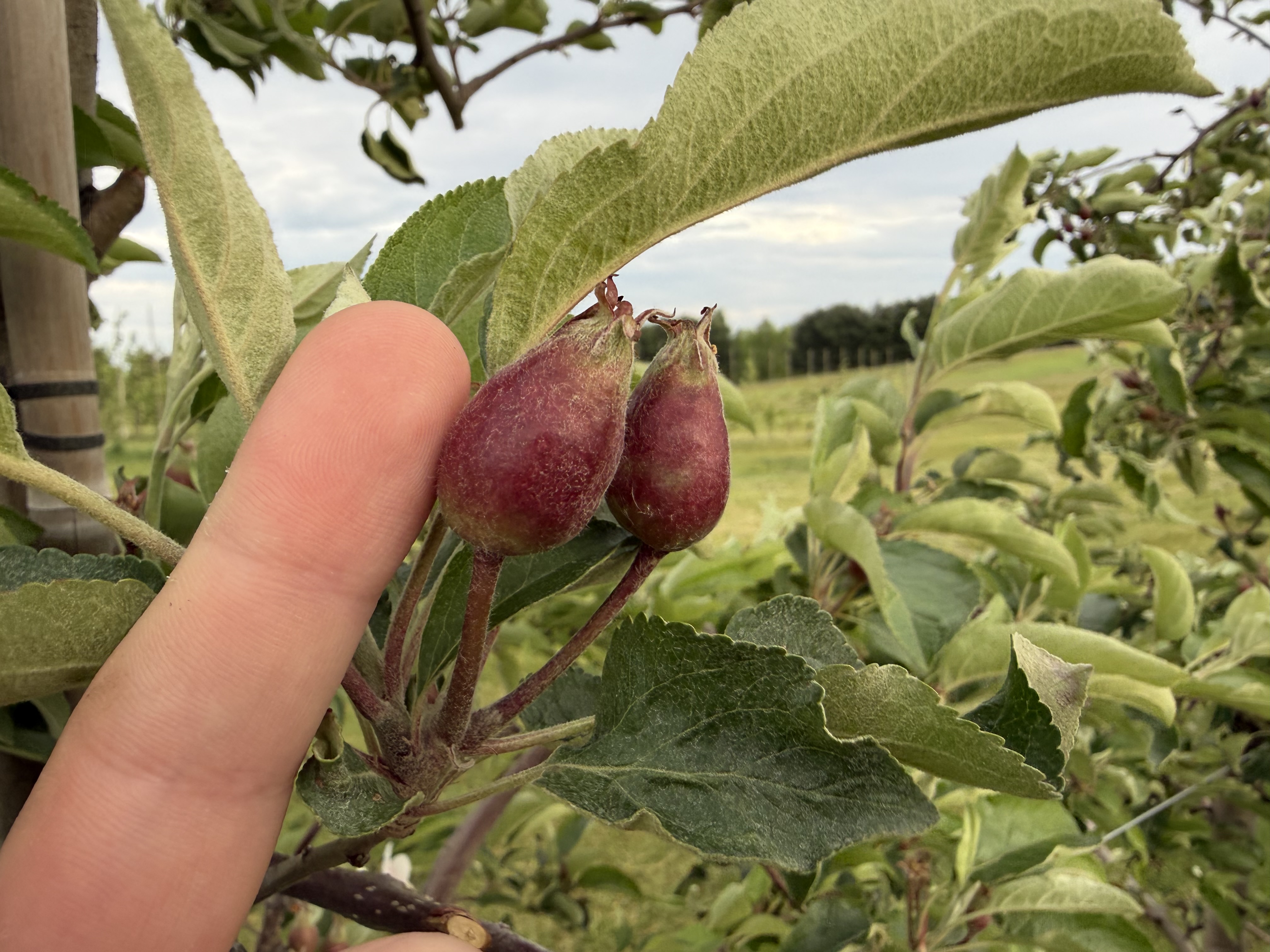 Sweetie fruit at 11.5 mm.